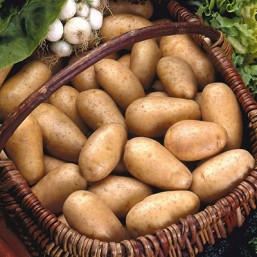 Variété Samba