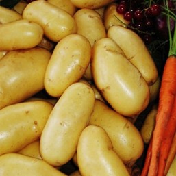 Variété Allians