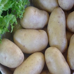 Variété Belle de Fontenay