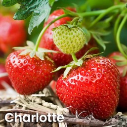 Fraisiers remontants