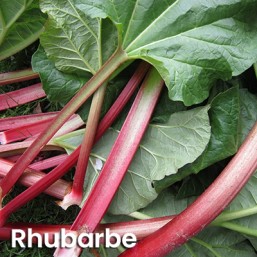 Rhubarbe