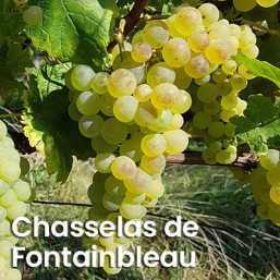 Vignes