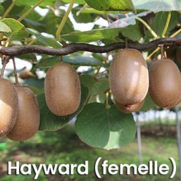 Kiwis