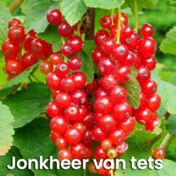 Groseilliers