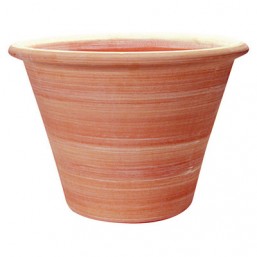 Cuvier 31cm