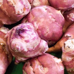 Topinambour violet
