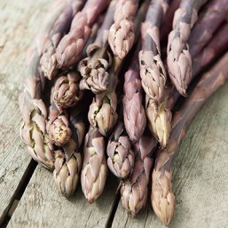 Asperge Rosalie