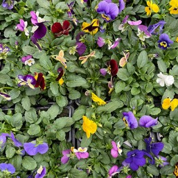 Viola cornuta x6