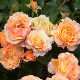 Rosier Ibiza
