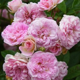 Rosier Pink Ghislaine