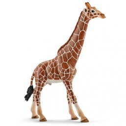 Girafe mâle