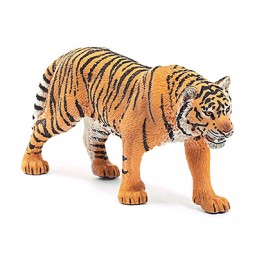 Tigre du Bengale mâle