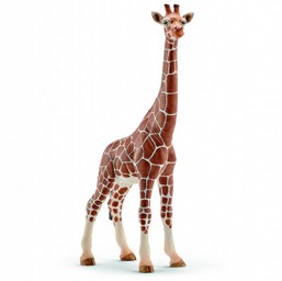 Girafe femelle