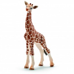Bébé girafe