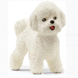 Bichon Frisé