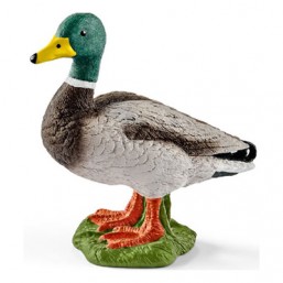 Canard