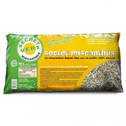 Miscanthus