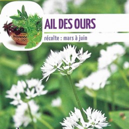 Ail des ours