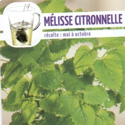 Mélisse citronnelle