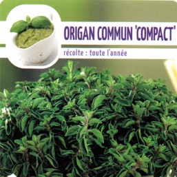 Origan Compact