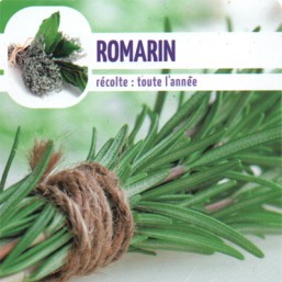 Romarin grimpant
