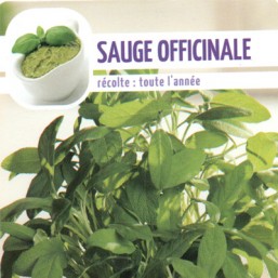 Sauge officinale