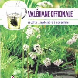 Valériane officinale