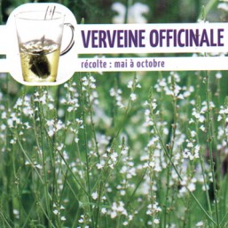 Verveine officinale