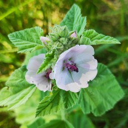 Guimauve officinale