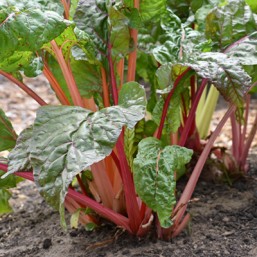 Rhubarbe des jardins