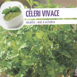 Céléri vivace