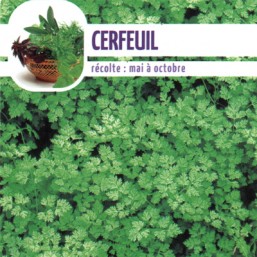 Cerfeuil
