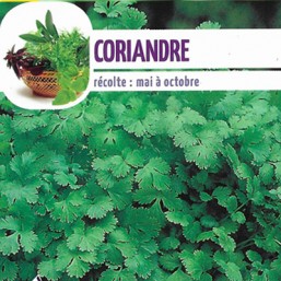 Coriandre
