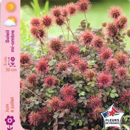 Acaena microphylla