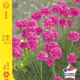 Armeria rose