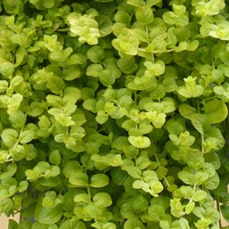Herbe-aux-ecus