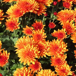 Marguerite d'automne