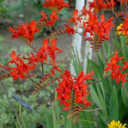 Montbretia Lucifer