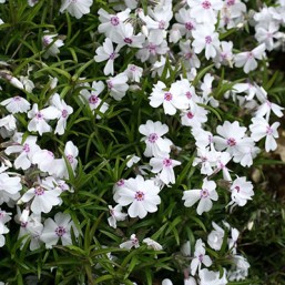 Phlox nain