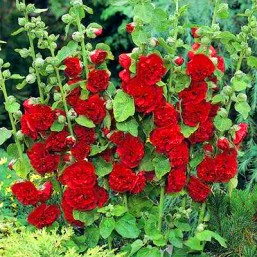 Rose trémière d.ecarlate