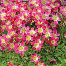 Saxifrage mousse