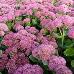 Sedum Herbstfreude
