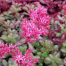 Sedum