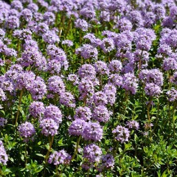 Thym serpolet