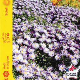 Aster