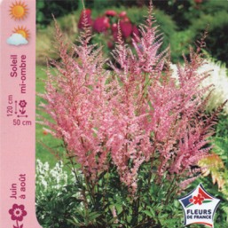 Astilbe