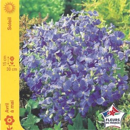 Aubriète