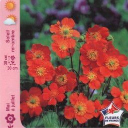 Benoite naine orange
