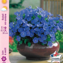 Campanule