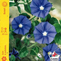 Convolvulus sabatius bleu